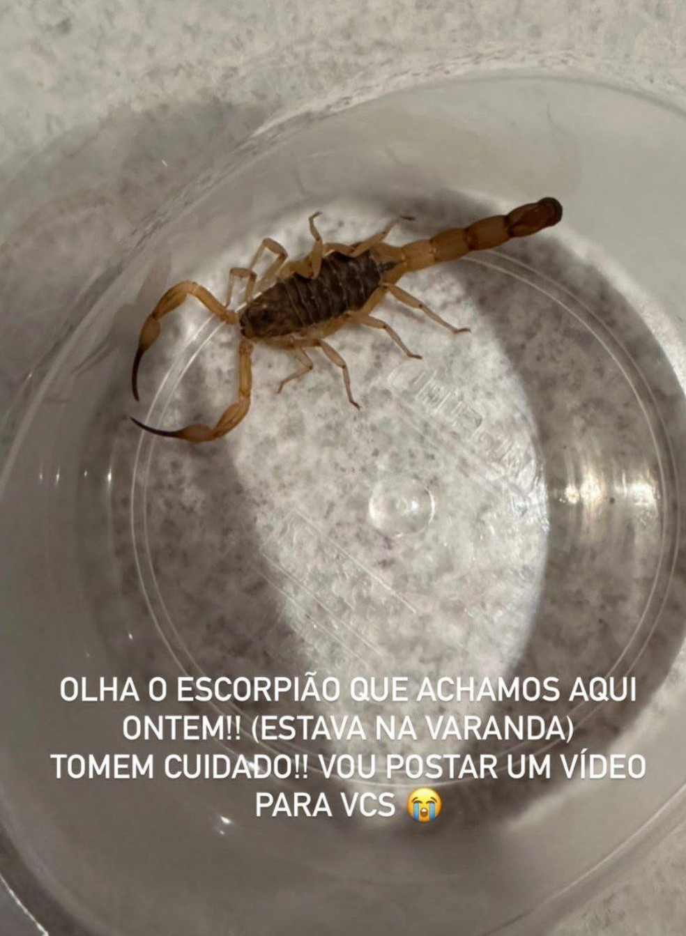 Barbara Evans encontra escorpião em varanda e faz alerta — Foto: Reprodução / Instagram