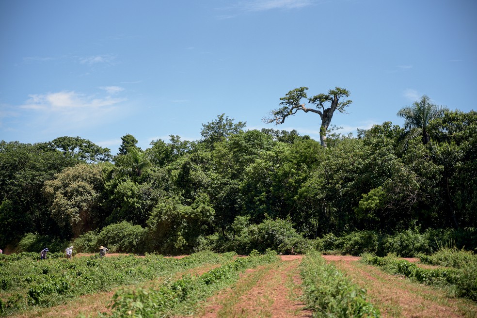 Uma parte da Fazenda São Luiz — Foto: Divulgação