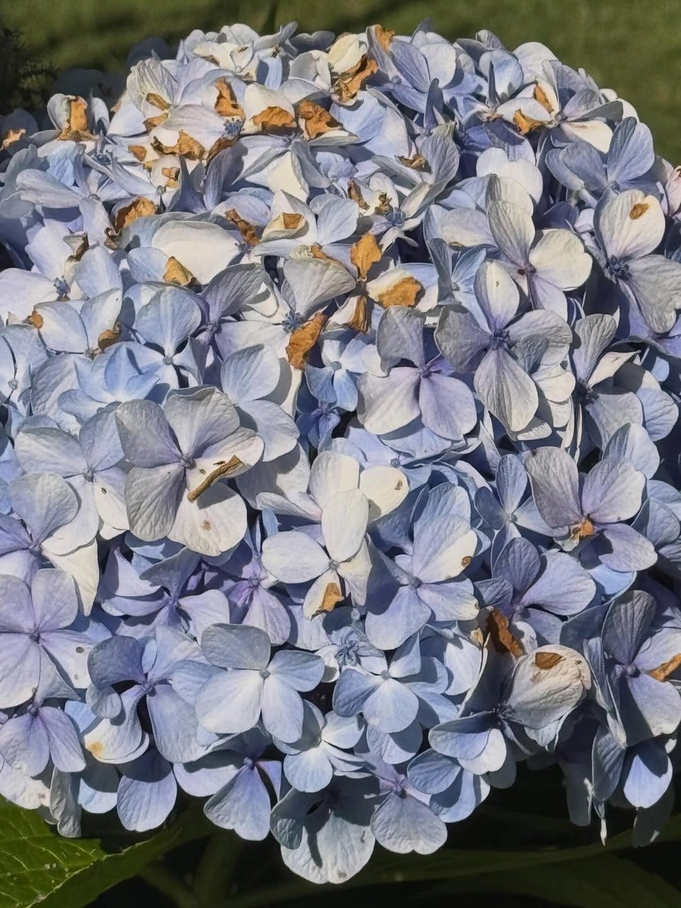 De biquíni estampado, Isis Valverde aproveita dia ensolarado para renovar bronzeado em cachoeira — Foto: Reprodução/Instagram