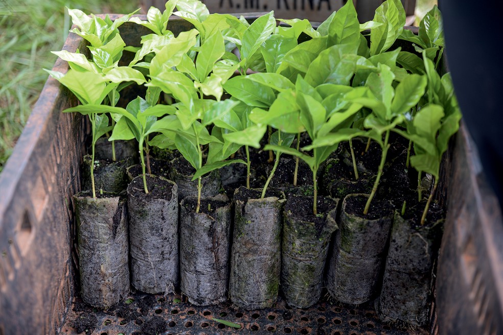 Mudas de café da Fazenda São Luiz — Foto: Divulgação