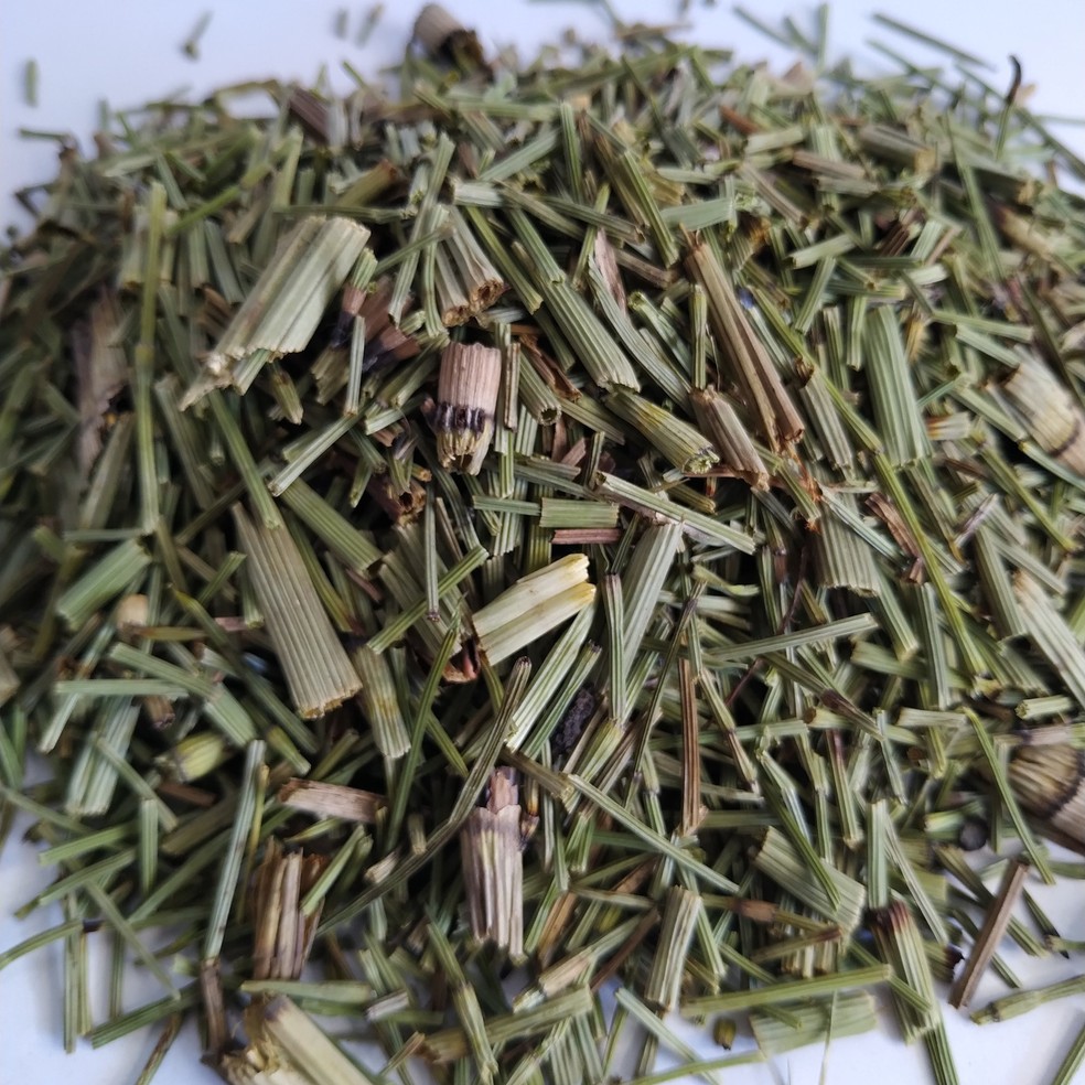 Cavalinha — Foto: divulgação