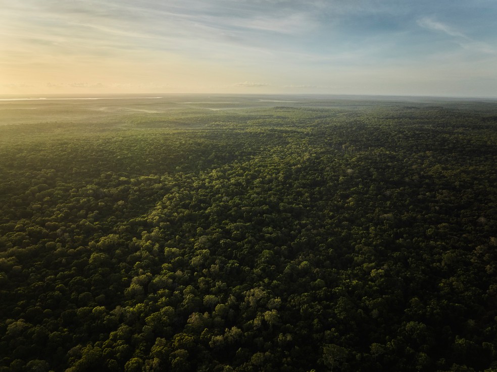 Como a Louis Vuitton quer regenerar um milhão de hectares até 2030 — Foto: Divulgação/Louis Vuitton