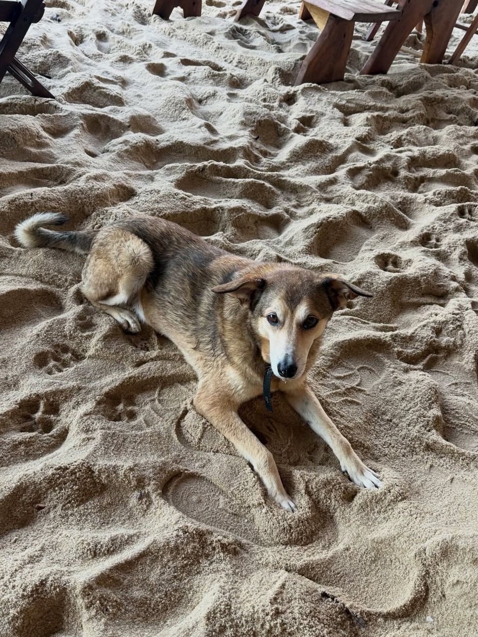 Carolina Portaluppi fotografa cachorro — Foto: Reprodução/ Instagram @carolinaportaluppi