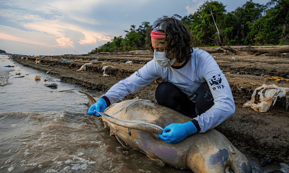 Seca histórica no Amazonas tem causado morte de animais marítimos, como botos e pirarucus — Foto: Miguel Monteiro/Instituto Mamirauá