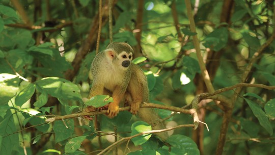 Amazônia: travessia pelo Rio Tapajós revela a floresta como sistema vivo, guiado por mulheres que sustentam saberes