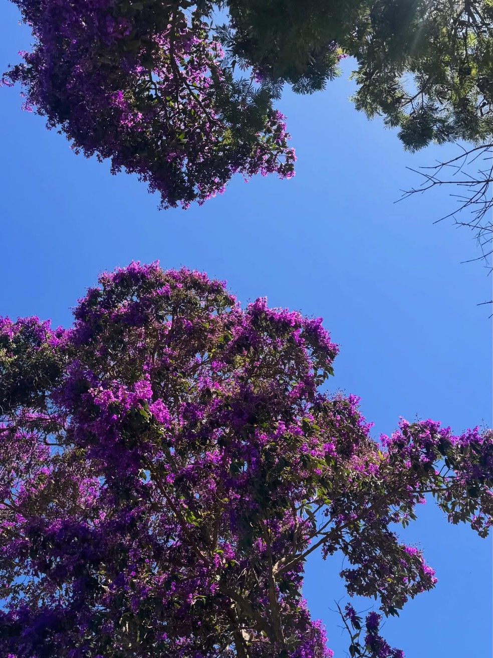 De biquíni estampado, Isis Valverde aproveita dia ensolarado para renovar bronzeado em cachoeira — Foto: Reprodução/Instagram