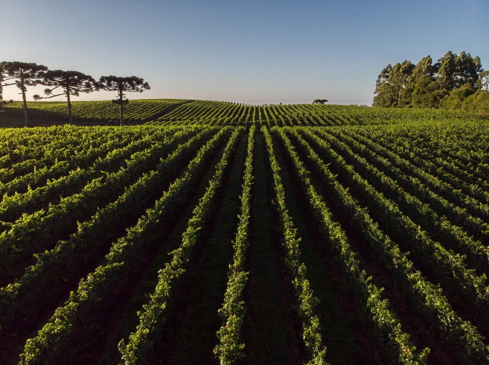 A região Altos de Pinto Bandeira: paisagem deslumbrante, com vales, rios, lagos e vinhedos — Foto: Divulgação