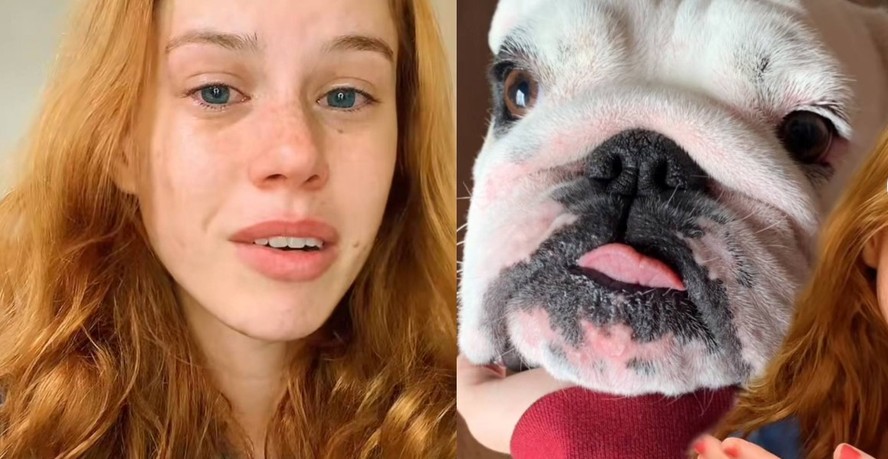 Jovem leva cão para banho em pet shop e animal morre minutos depois