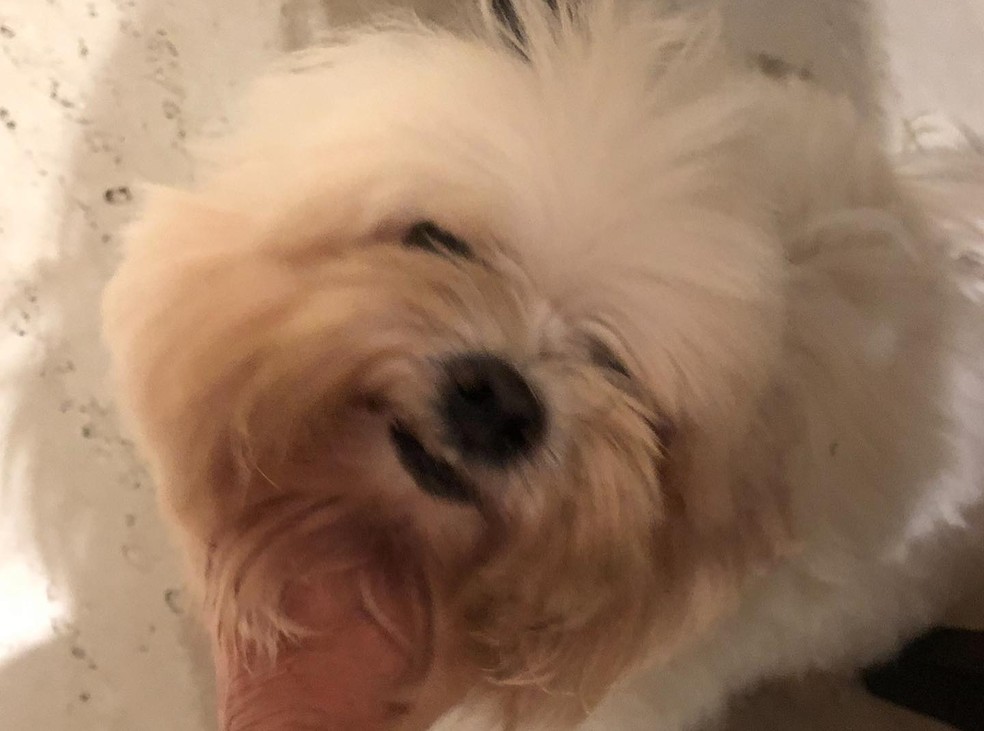 Fátima Bernardes lamenta morte de cadela — Foto: reprodução/instagram