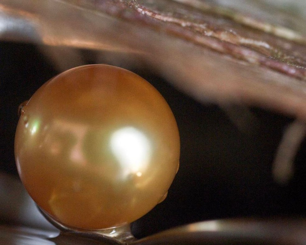 Pérolas douradas demoram cerca de 5 anos para serem produzidas e apenas 5% saem perfeitas para serem usadas em joias — Foto: Reprodução/Instagram 