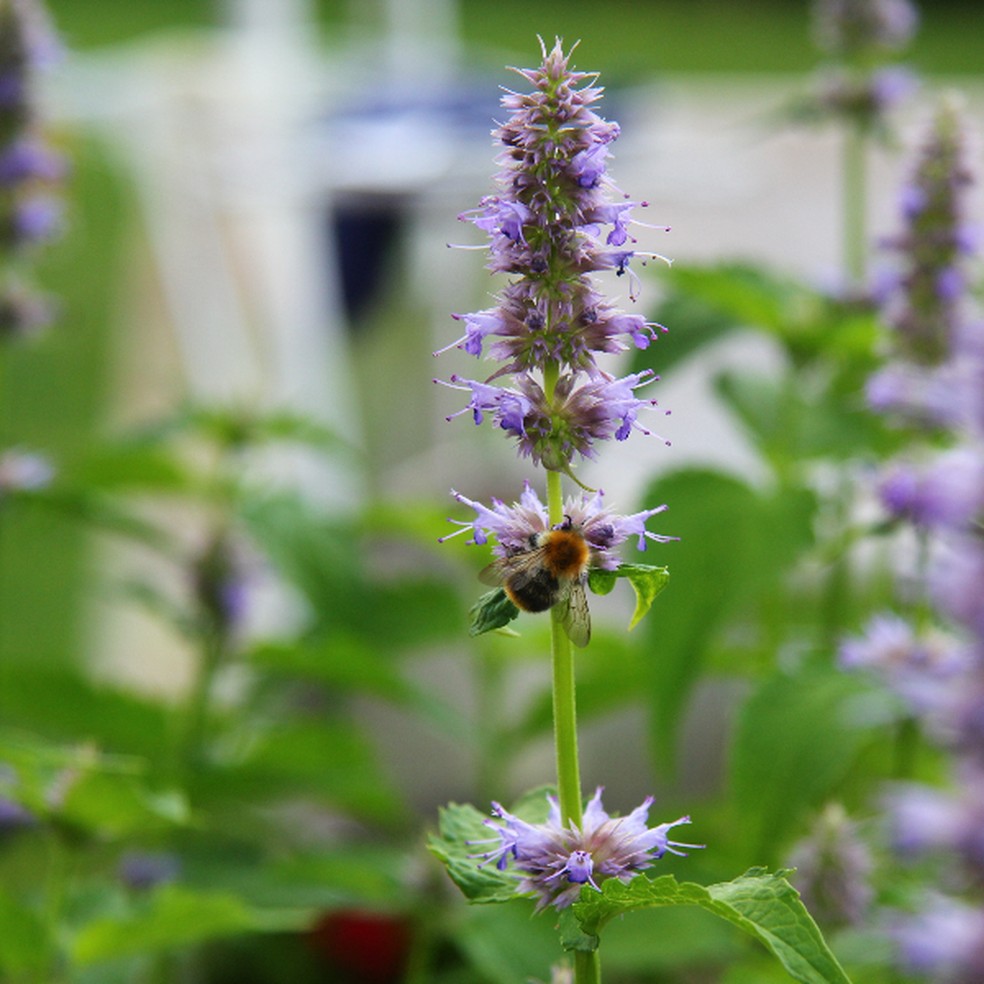 Patchouli — Foto: divulgação