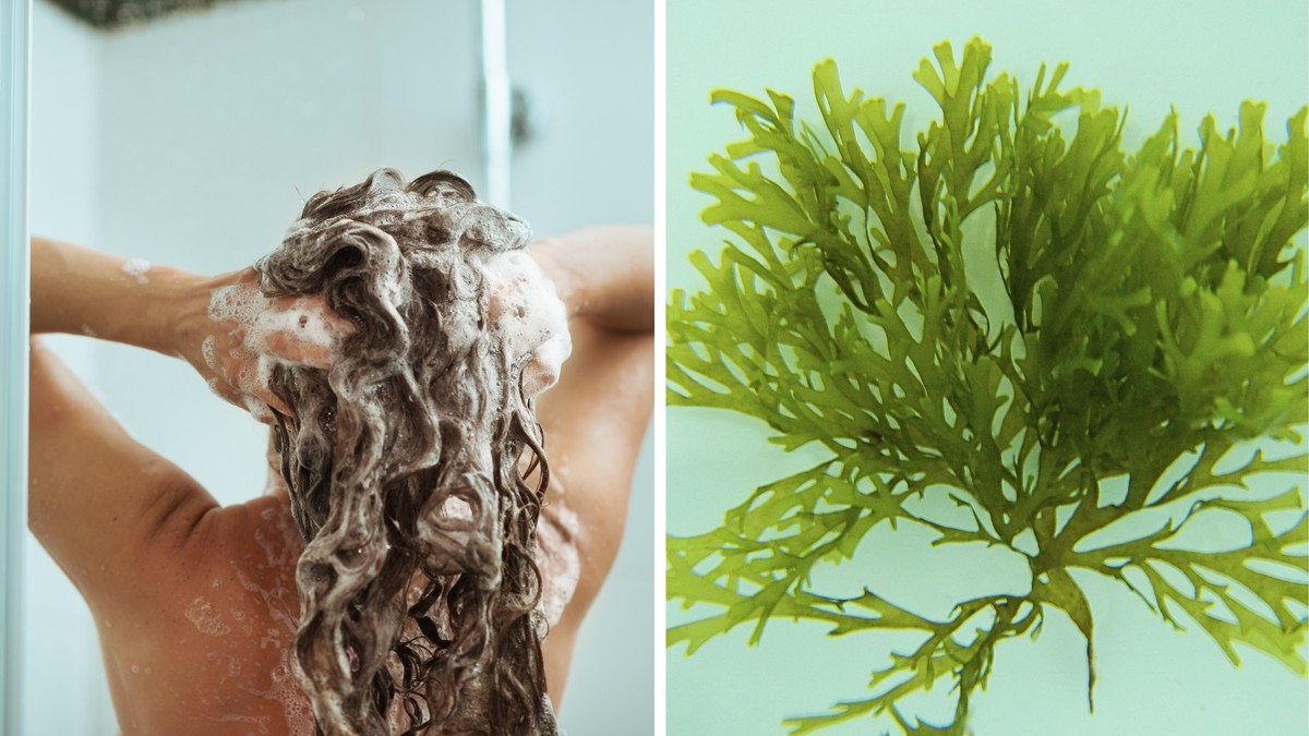 Conheça os benefícios das algas marinhas para o cabelo