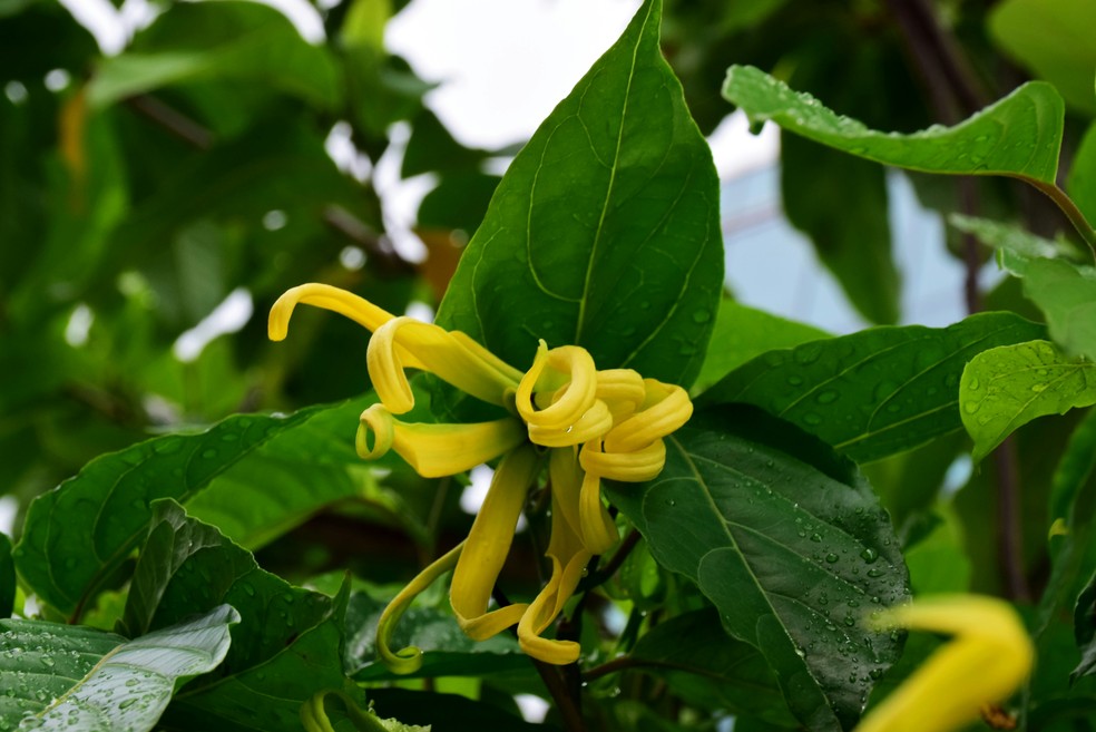 Os impactos do óleo essencial de ylang ylang na libido e no desejo sexual — Foto: Reprodução/Unsplash
