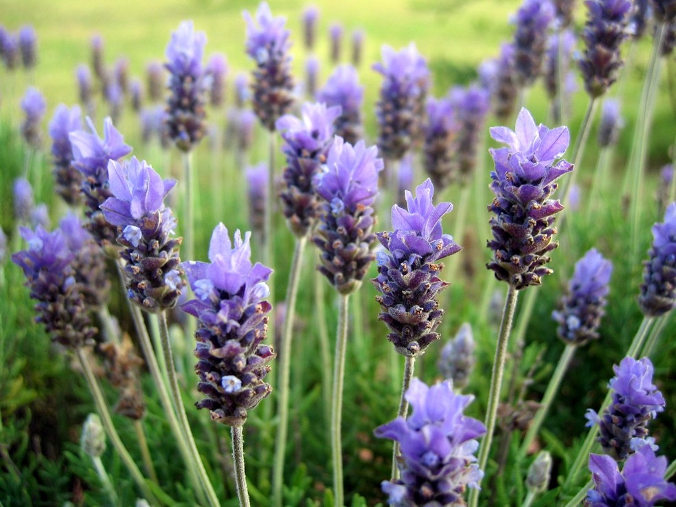 Lavanda — Foto: divulgação