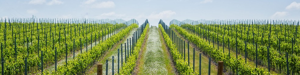 A região do Alentejo, em Portugal, é famosa por seus vinhos — Foto: Divulgação